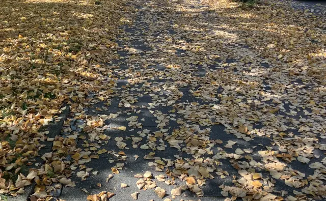 Herbstlaub bedeckt einen Gehweg. Bei Nässe können die Blätter zur Rutschgefahr werden – die Stadt Hildesheim erinnert deshalb an die Reinigungspflicht.