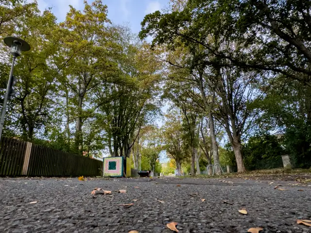 Wegen erheblicher Schäden lässt die Stadt neun Ahornbäume in der Justus-Jonas-Straße fällen. Ersatzpflanzungen sind im Zuge des geplanten Straßenneubaus vorgesehen.
