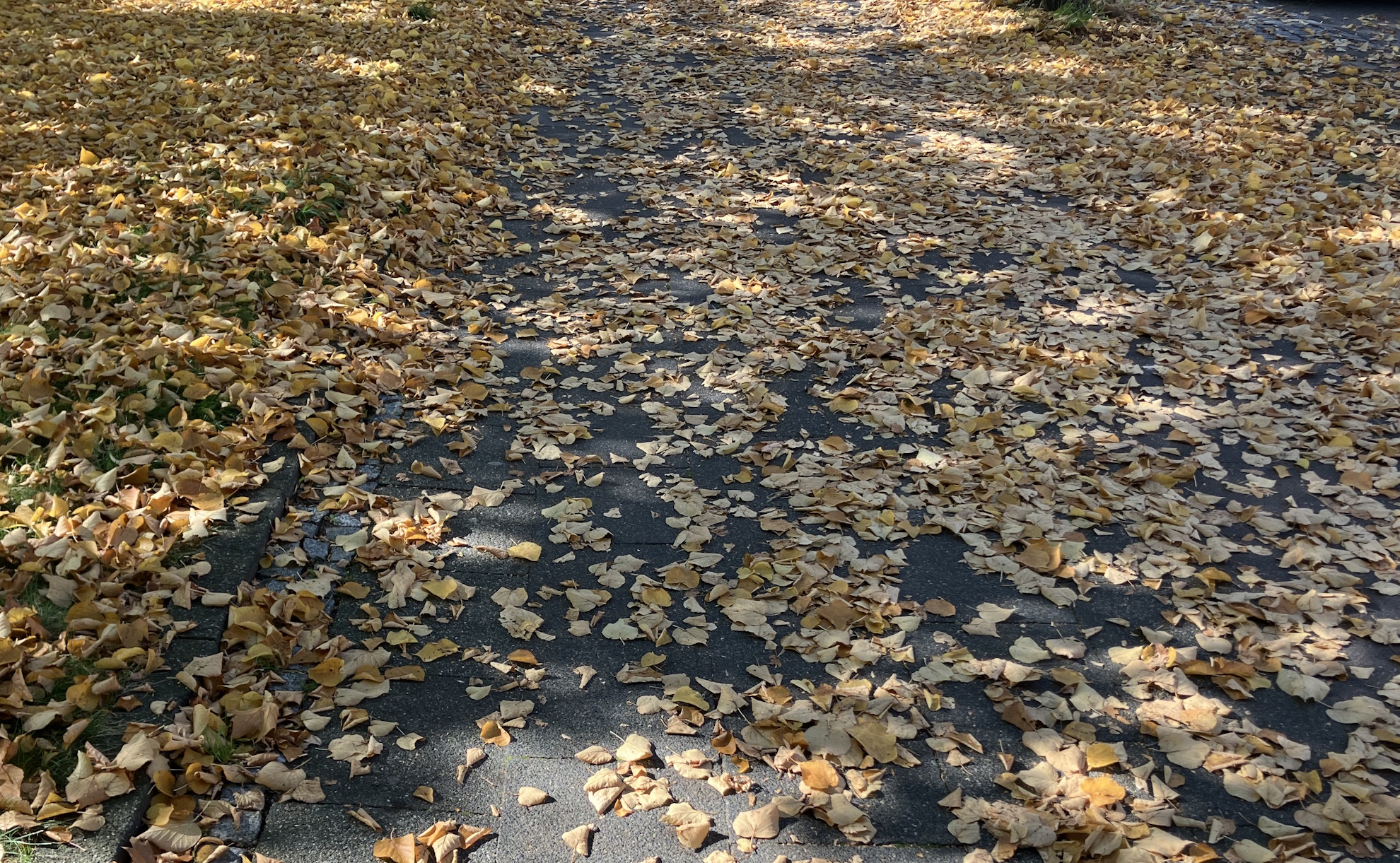 Herbstlaub bedeckt einen Gehweg. Bei Nässe können die Blätter zur Rutschgefahr werden – die Stadt Hildesheim erinnert deshalb an die Reinigungspflicht.